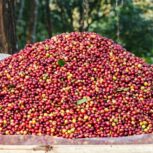 Sumatra
